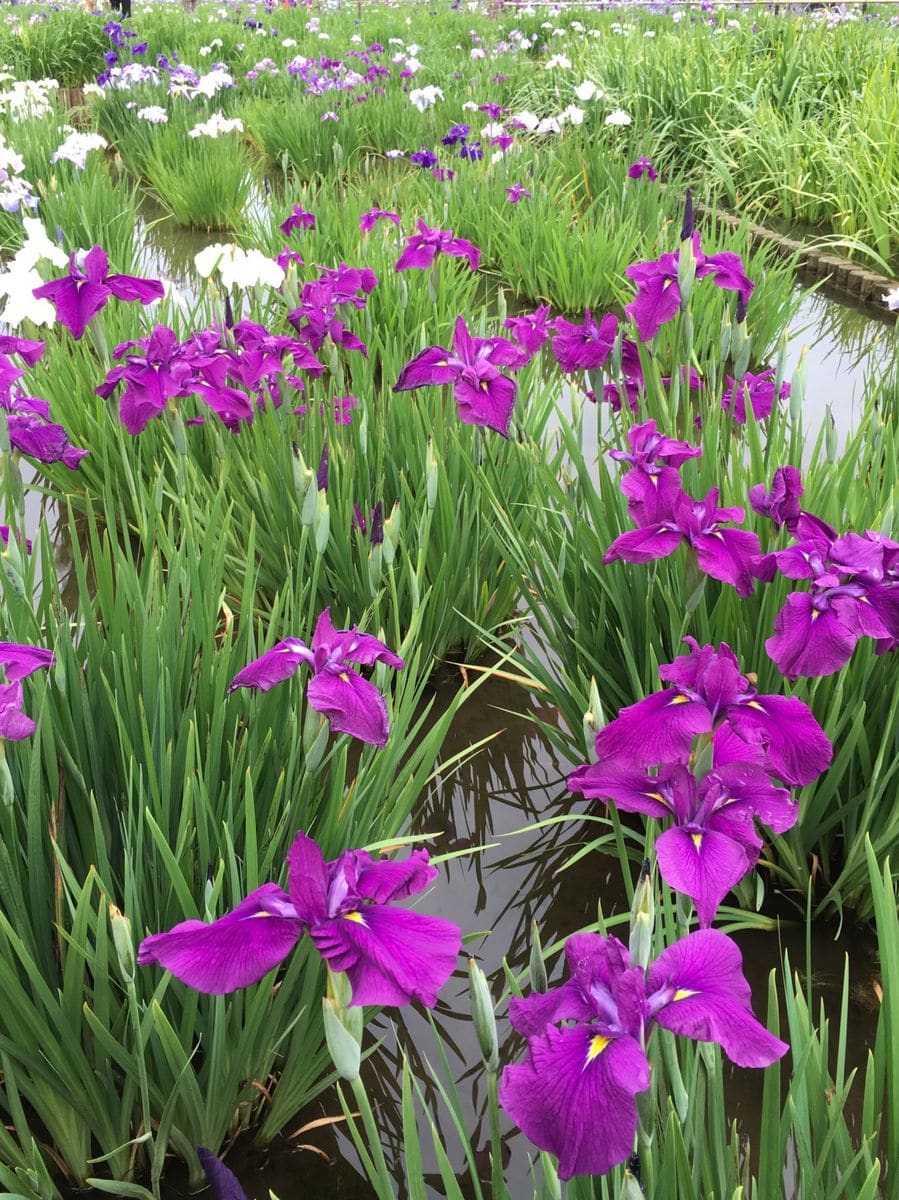 東村山の菖蒲まつり 続