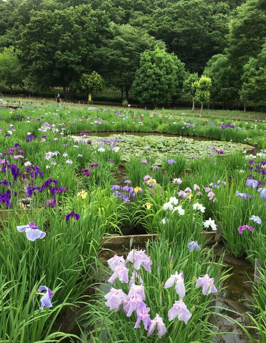 東村山の菖蒲まつり 続