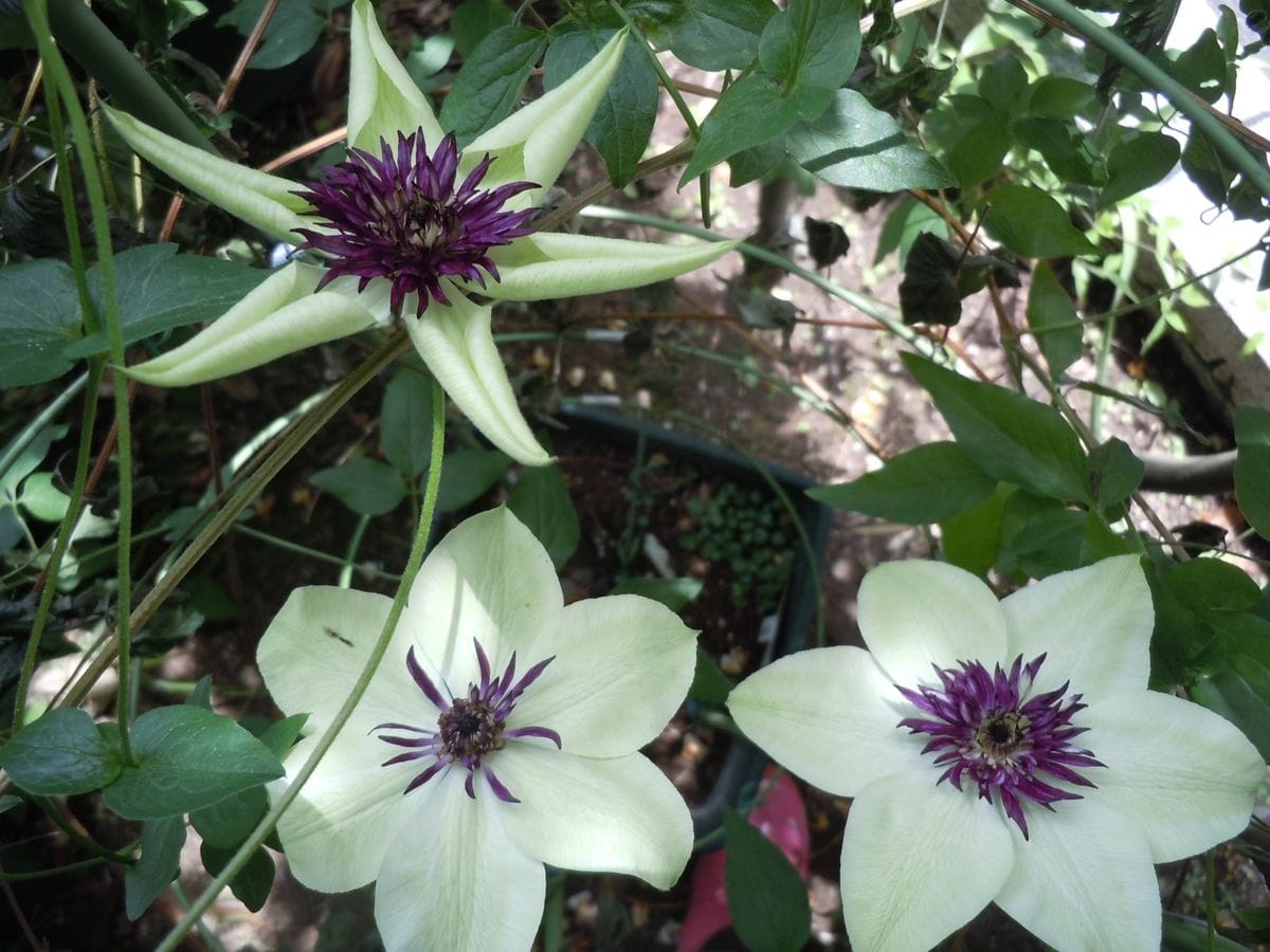 バラ日和だけど、他のお花も。