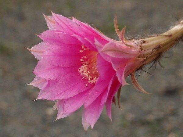 まだ続くサボテンの花