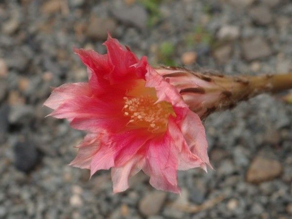 まだ続くサボテンの花