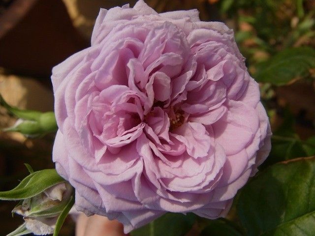 日本のバラ（５月の庭から）