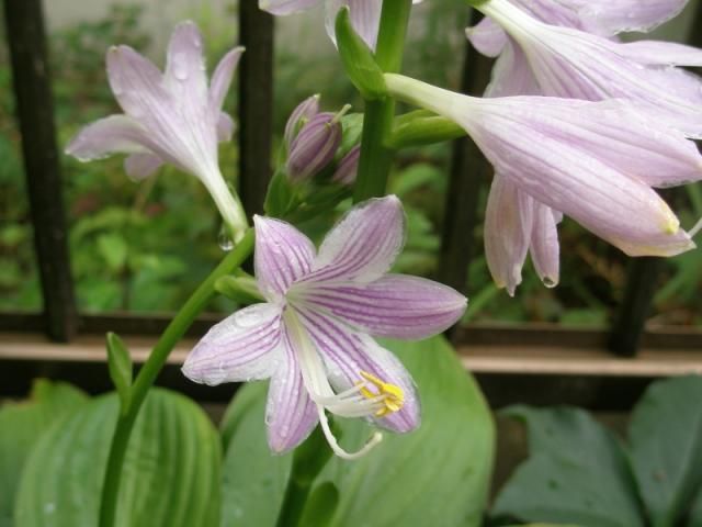 ギボウシの初開花