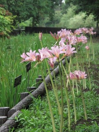 あっという間に花盛り