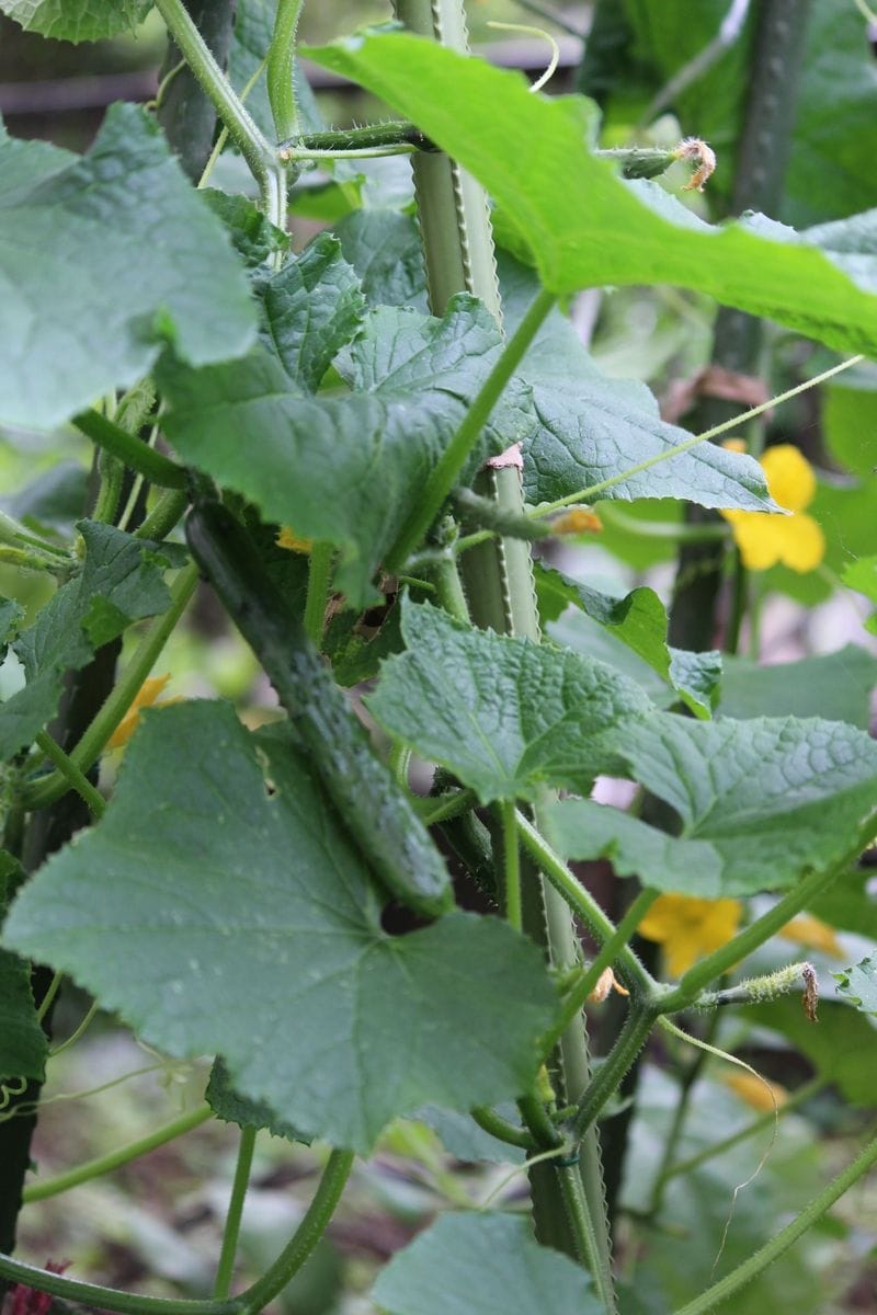 野菜も生長しています