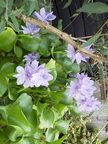 ホテイアオイの花、満開です