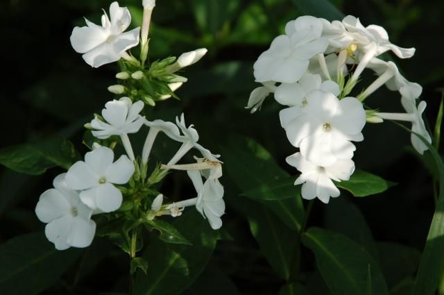 フロックスとムラサキツユクサの白花