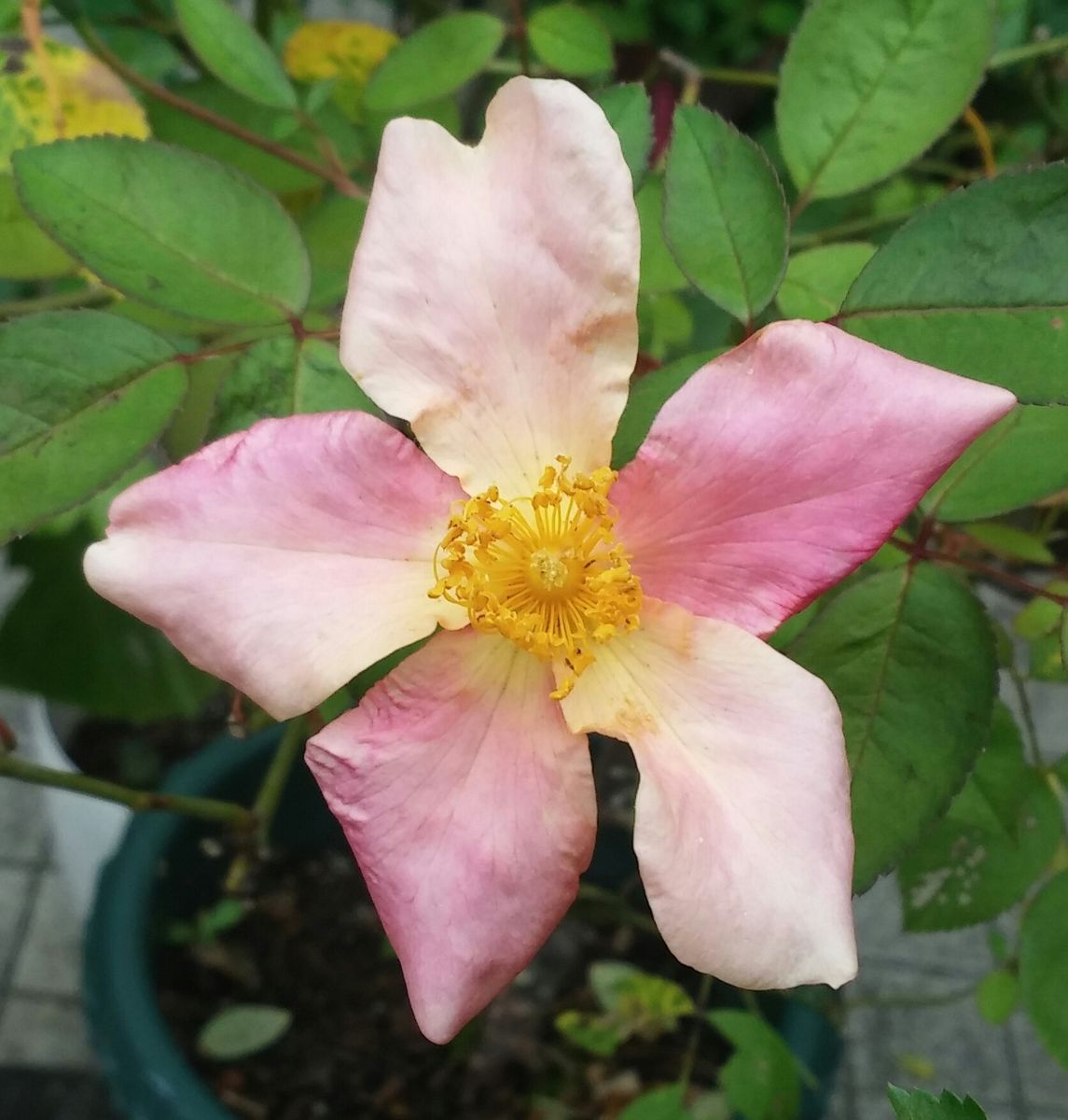 早速✂夏前の剪定しました