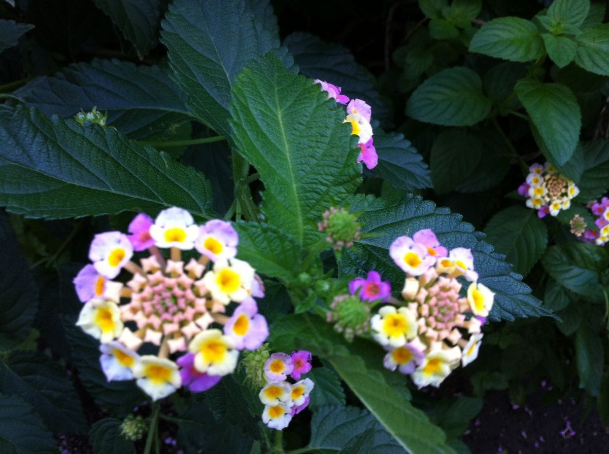 雨上がりの花たち