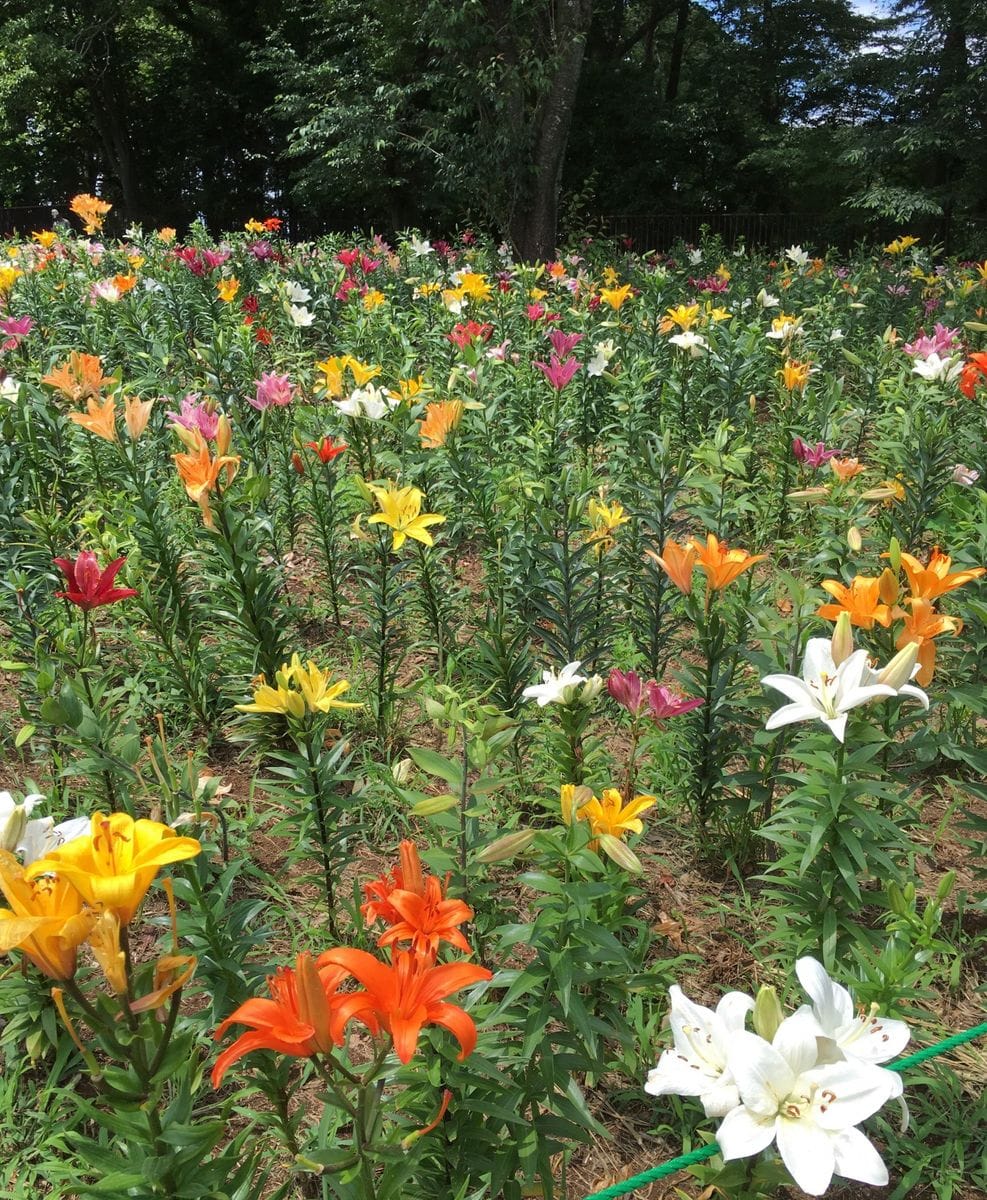 所沢のゆり園 続