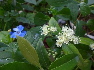 レモンマートルの花