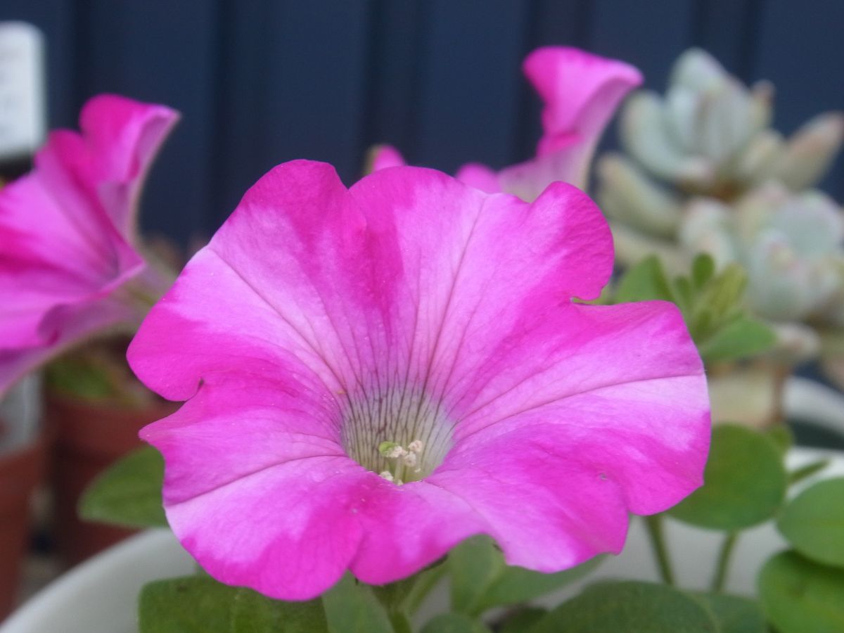 お気に入りの花