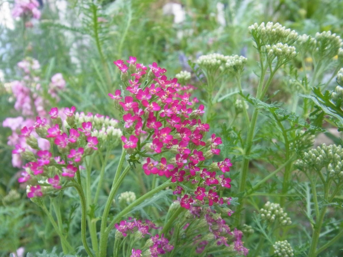 お気に入りの花