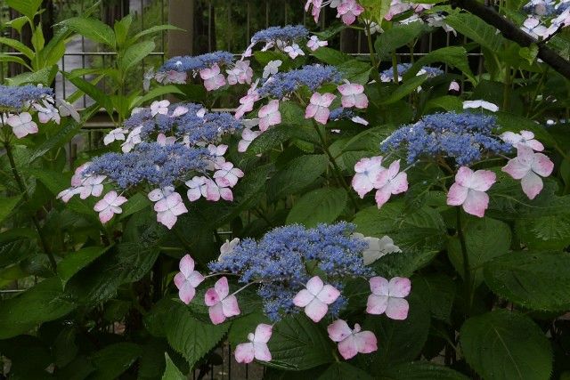 雨の日の紫陽花