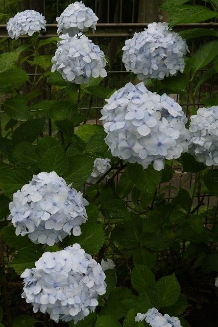 雨の日の紫陽花