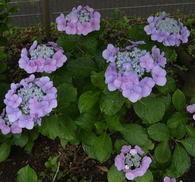 雨の日の紫陽花