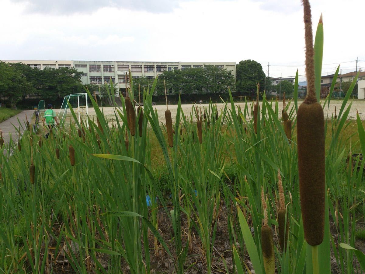 地域の学校田んぼ