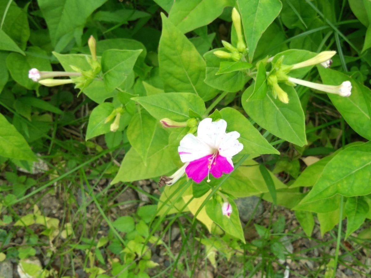 散歩道の花　6/15