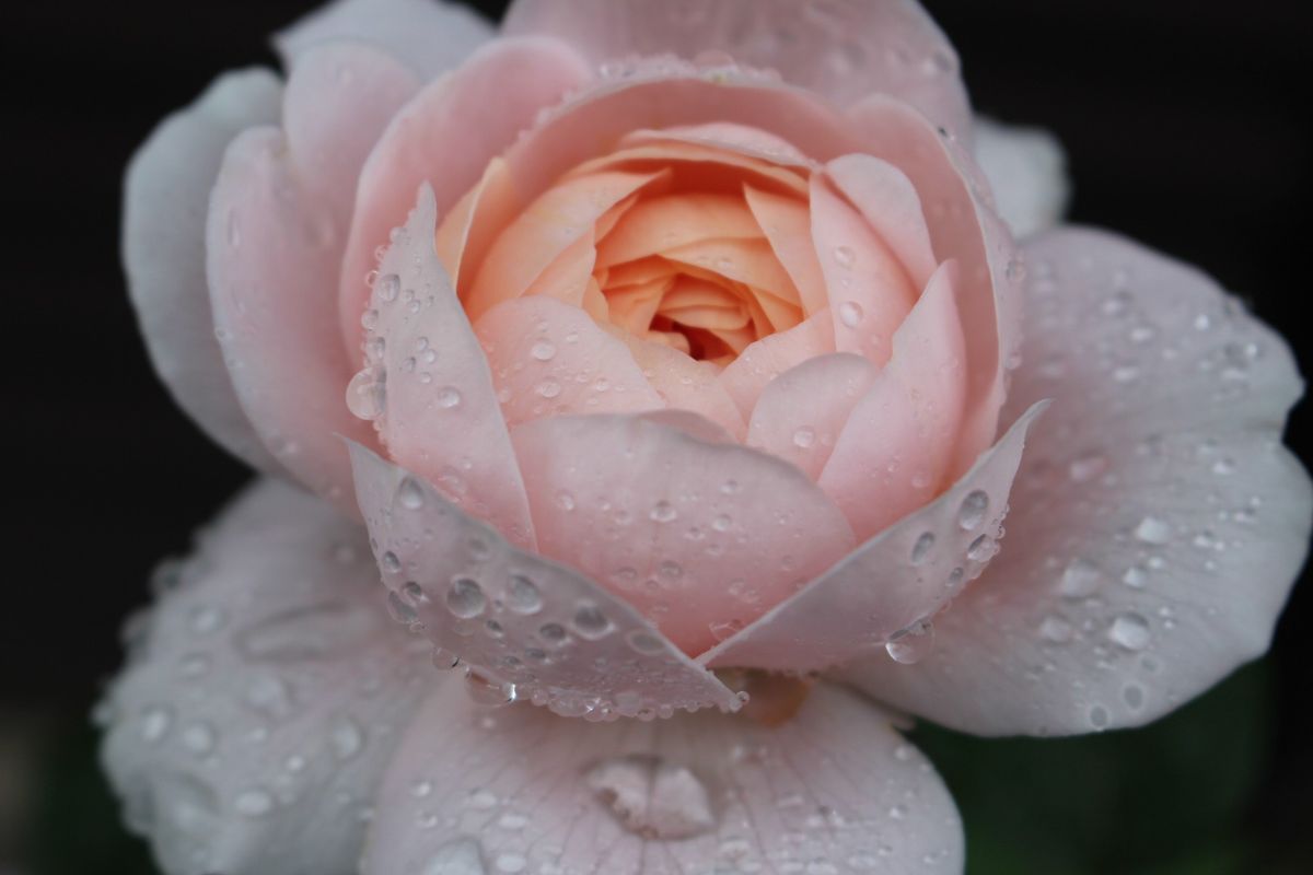 雨の滴と