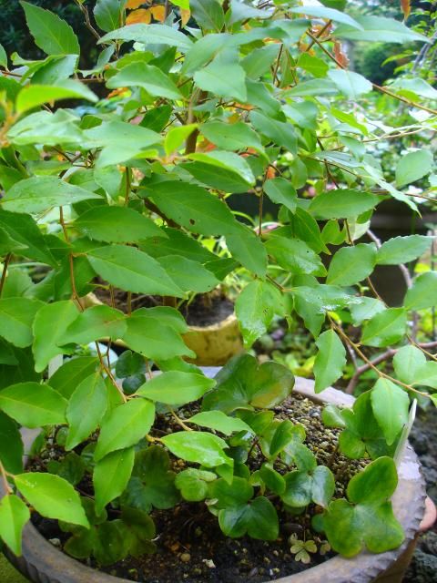 また咲きました　雪割り草の寄せ植え　木陰