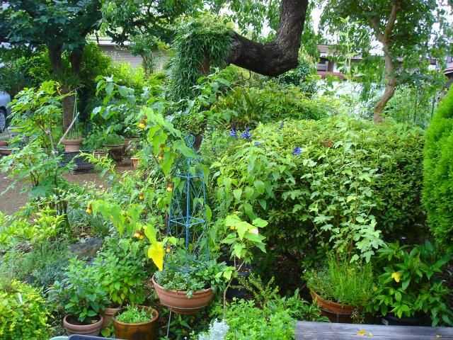 また咲きました　雪割り草の寄せ植え　木陰