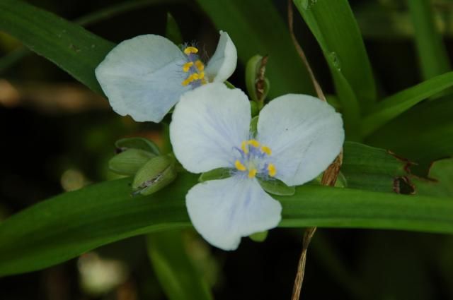 白い花の兄弟