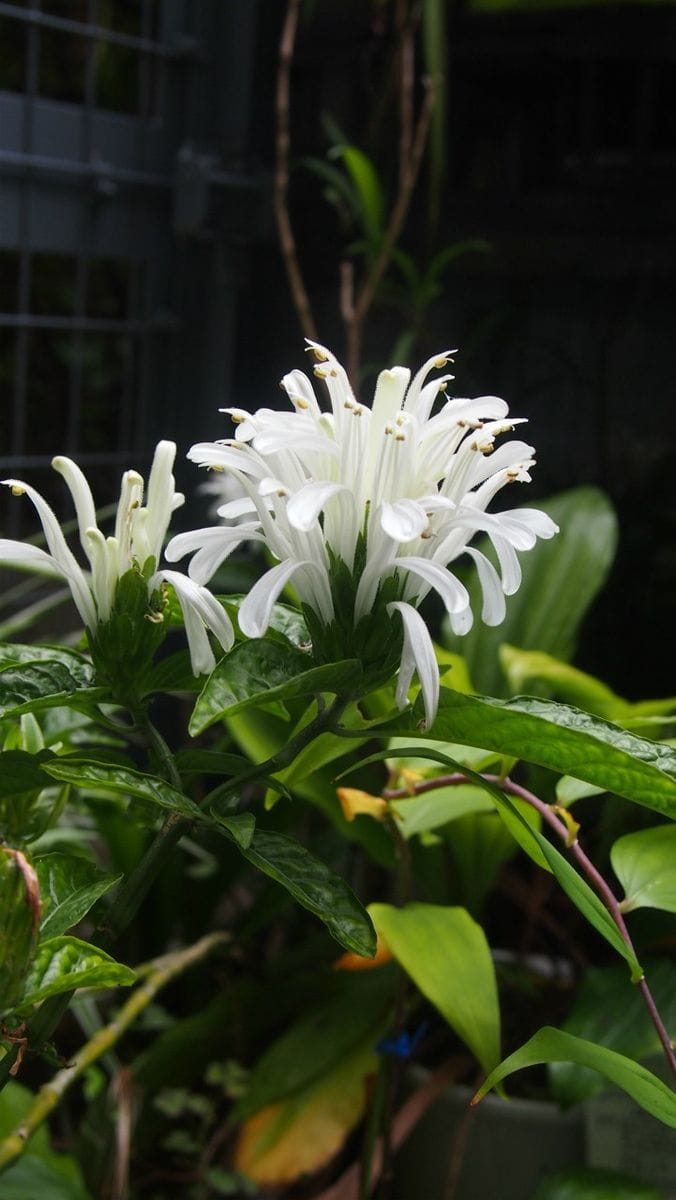 サンゴバナの白花