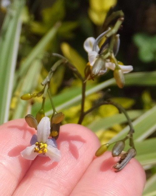 Dianella ensifolia の　お花