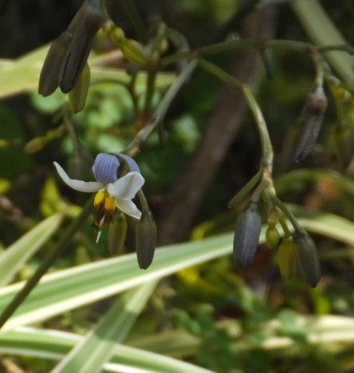 Dianella ensifolia の　お花