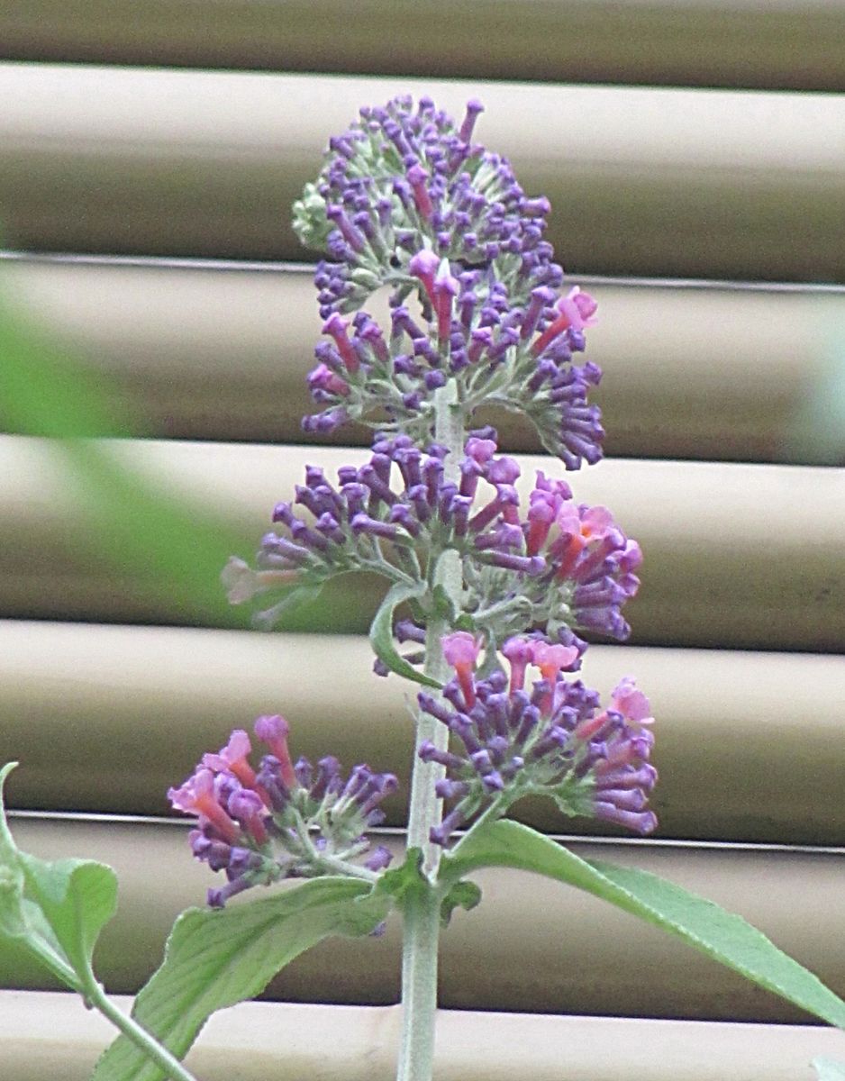 ブッドレアの花が咲く