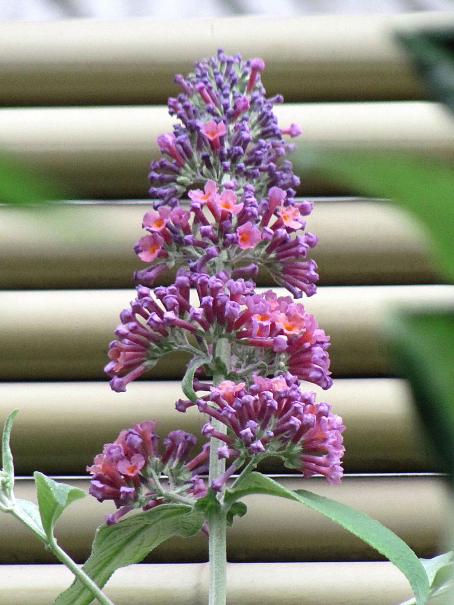 ブッドレアの花が咲く