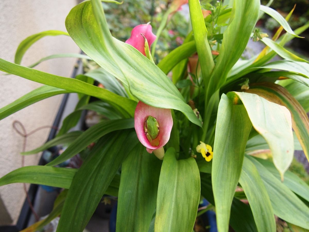 梅雨時の花、ピンク系。