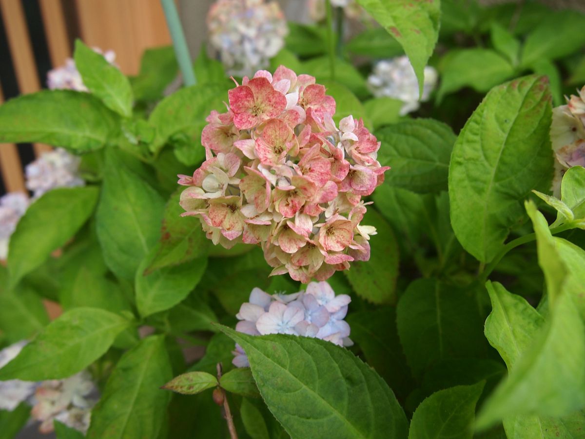 梅雨時の花、ピンク系。