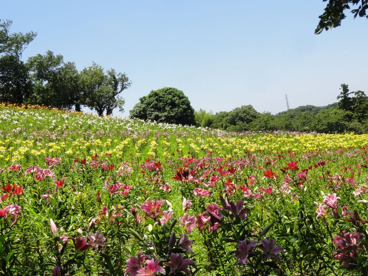 行ってきました　可睡ゆりの園