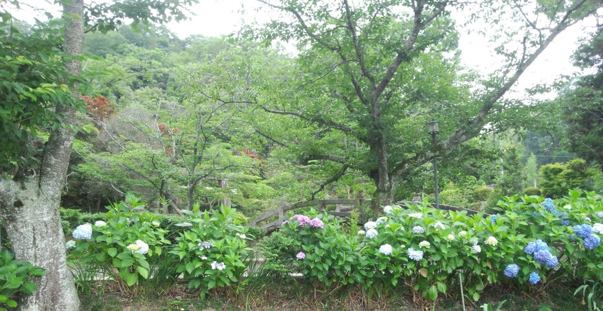 菅原神社のアジサイが見頃