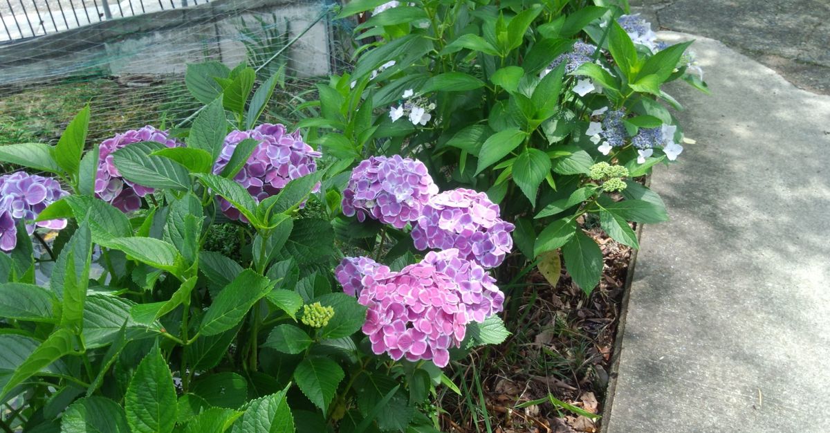 菅原神社のアジサイが見頃