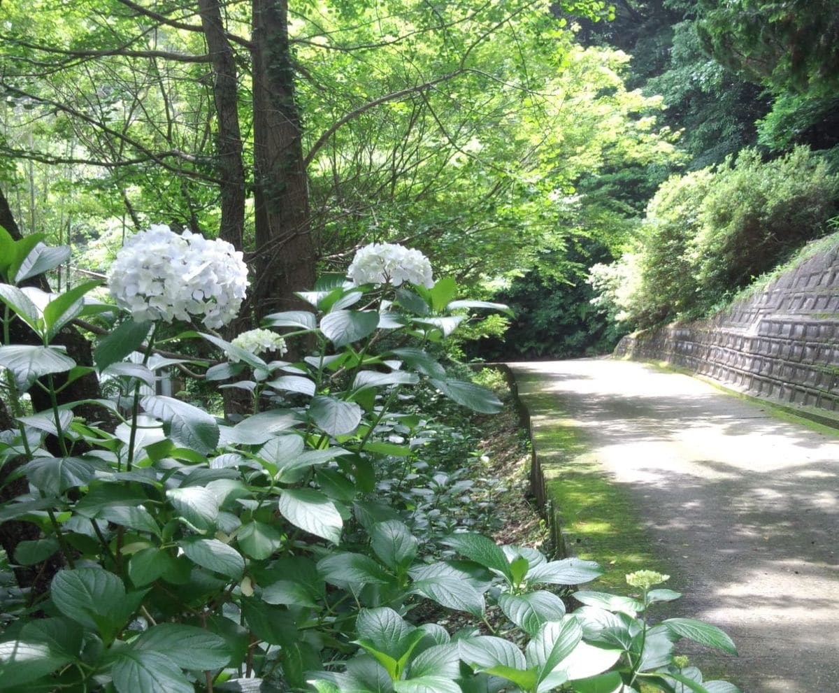 菅原神社のアジサイが見頃