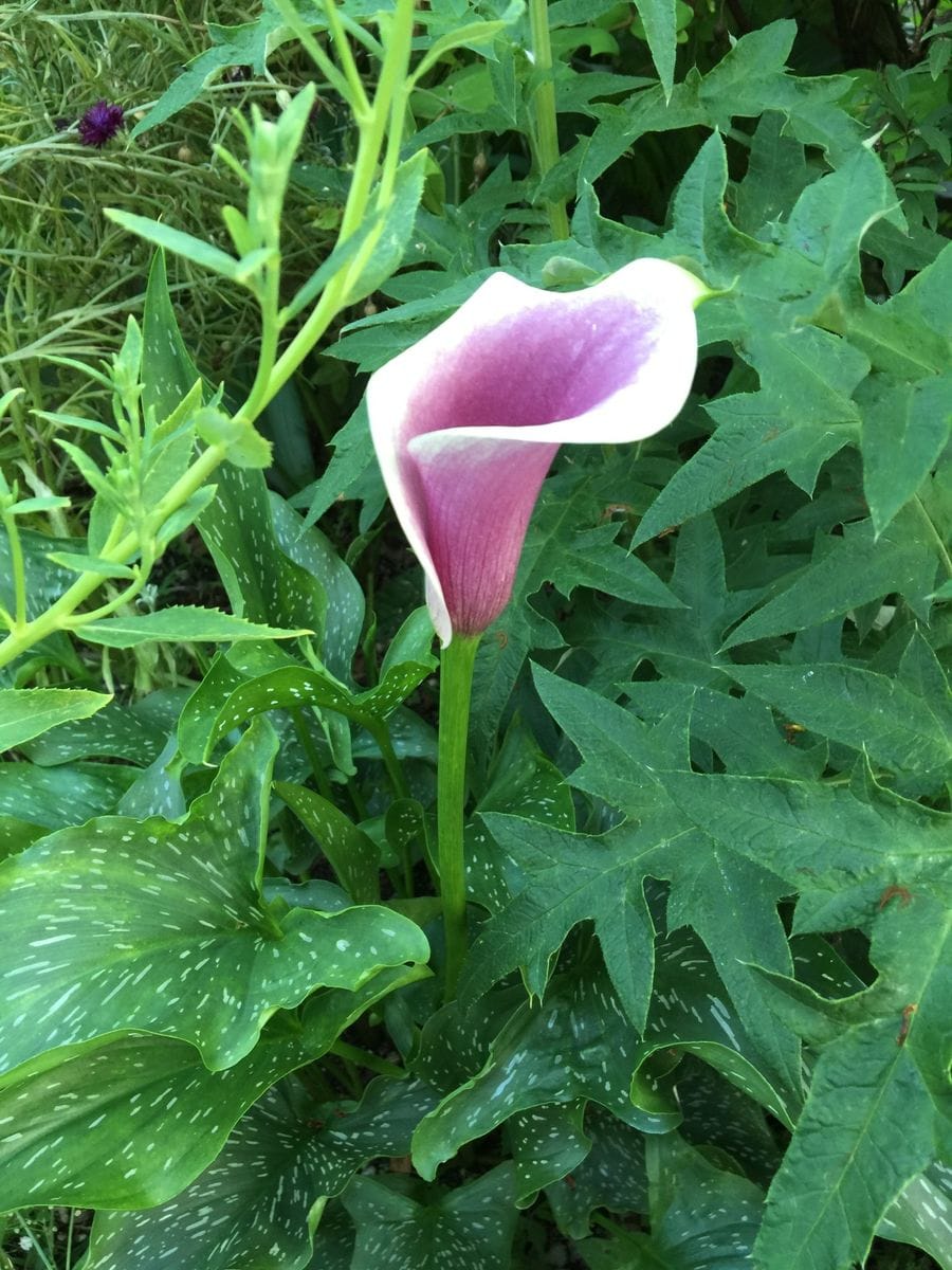 今日の花