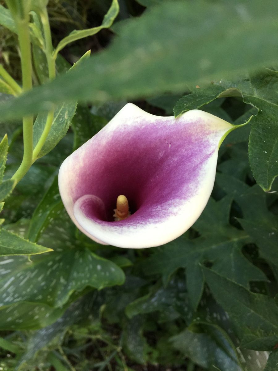 今日の花