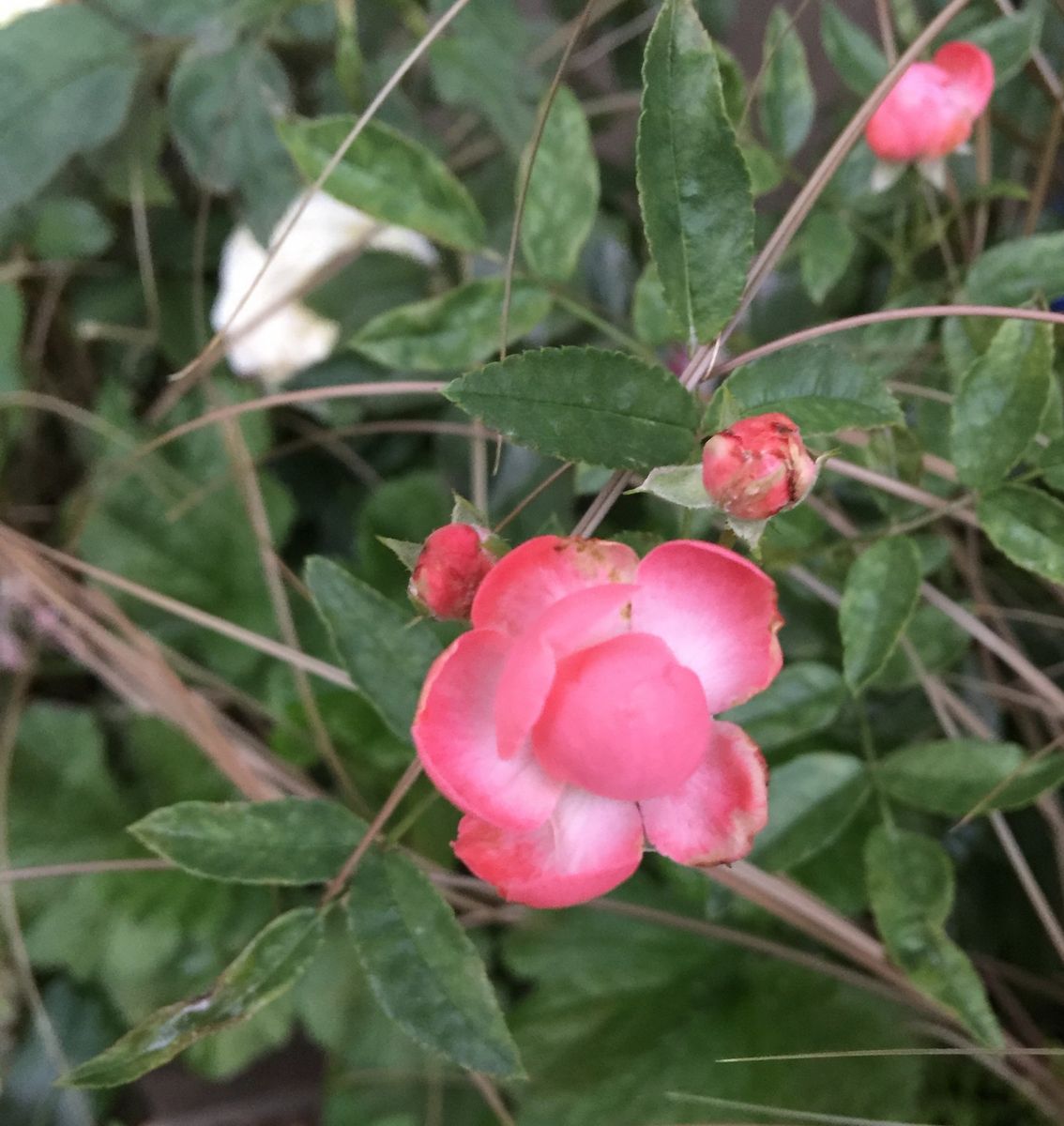 今日の薔薇   2