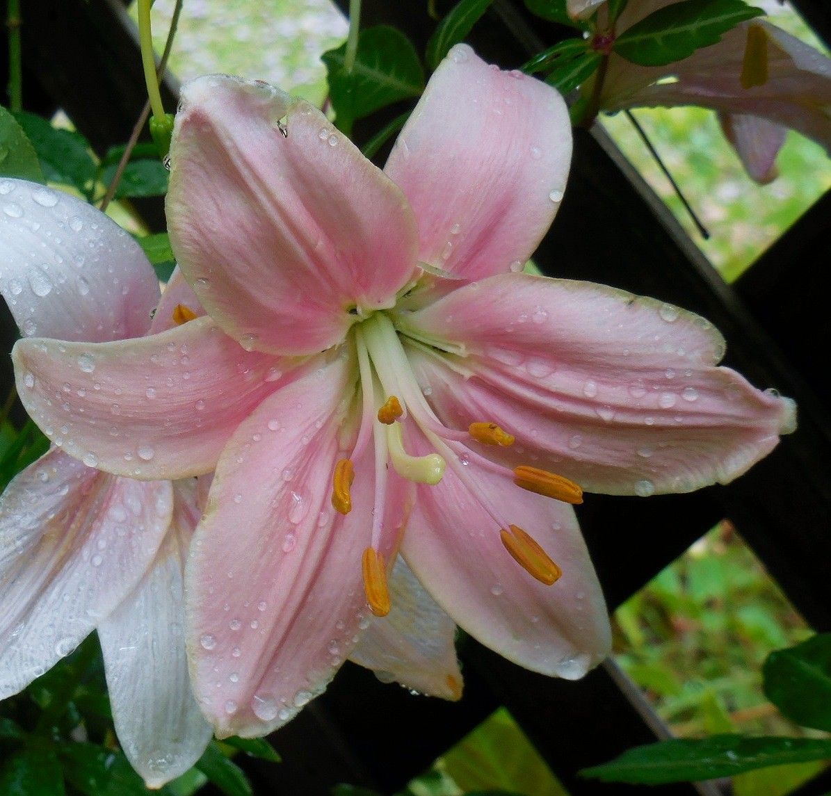 今日の花雨上がり・・