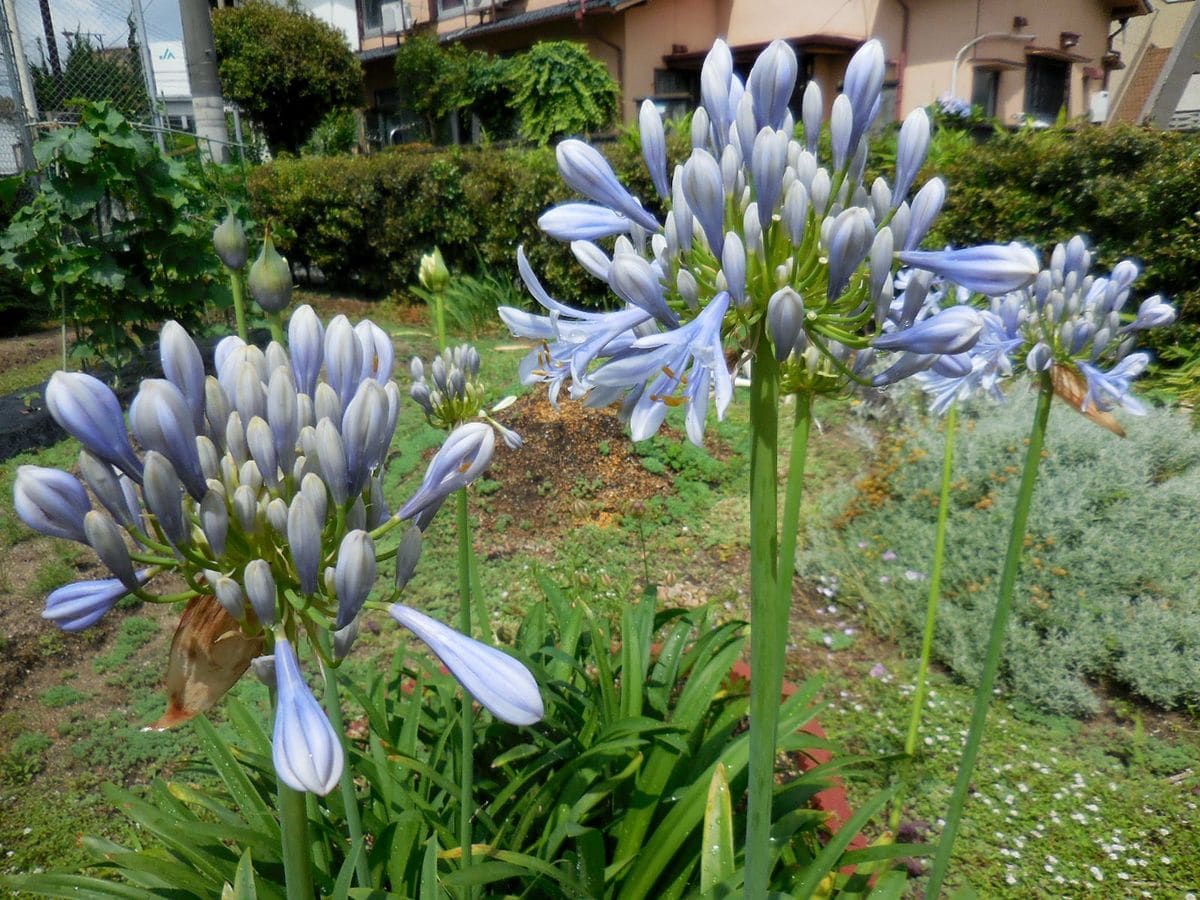 今日の花雨上がり・・