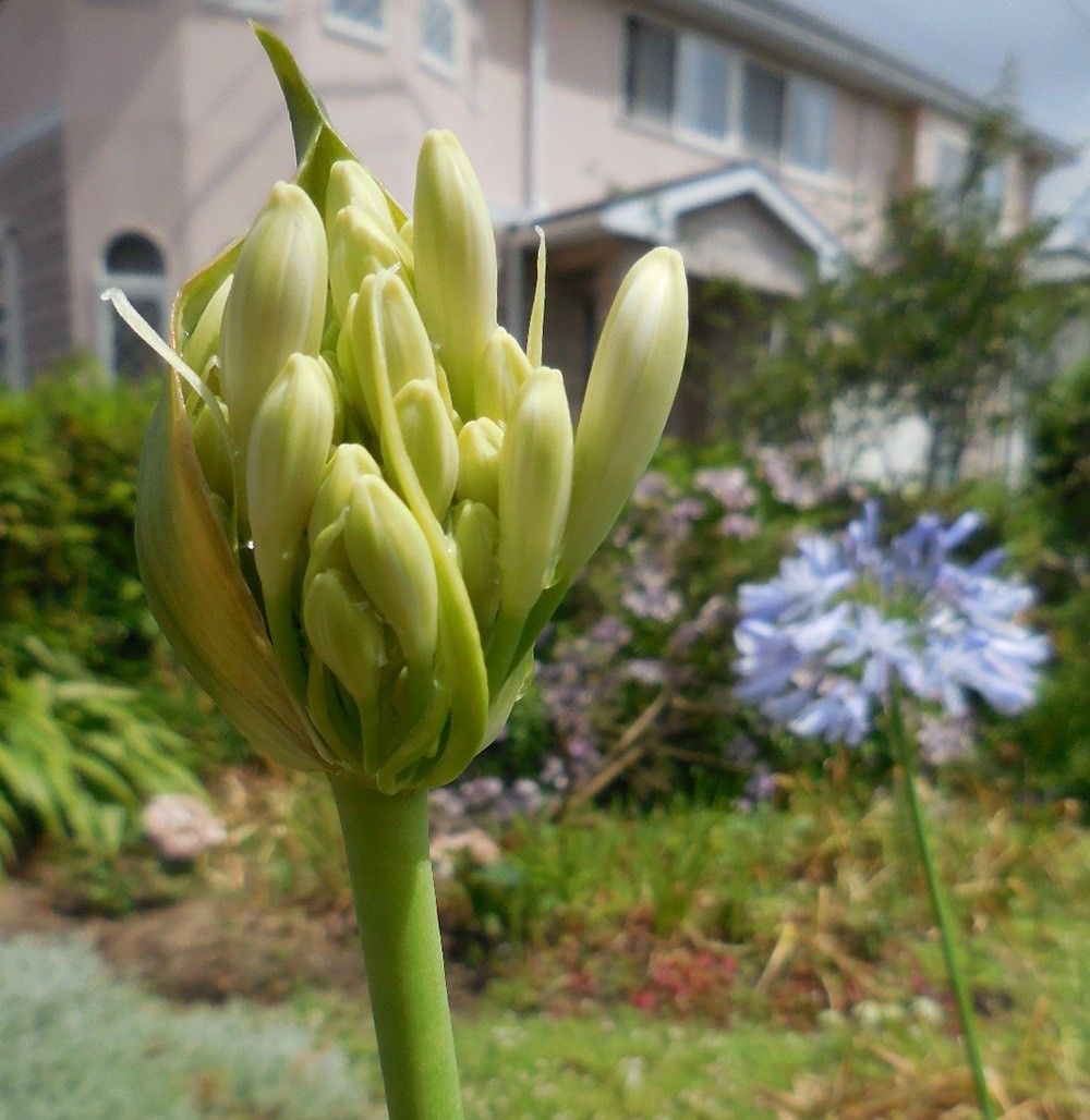 今日の花雨上がり・・