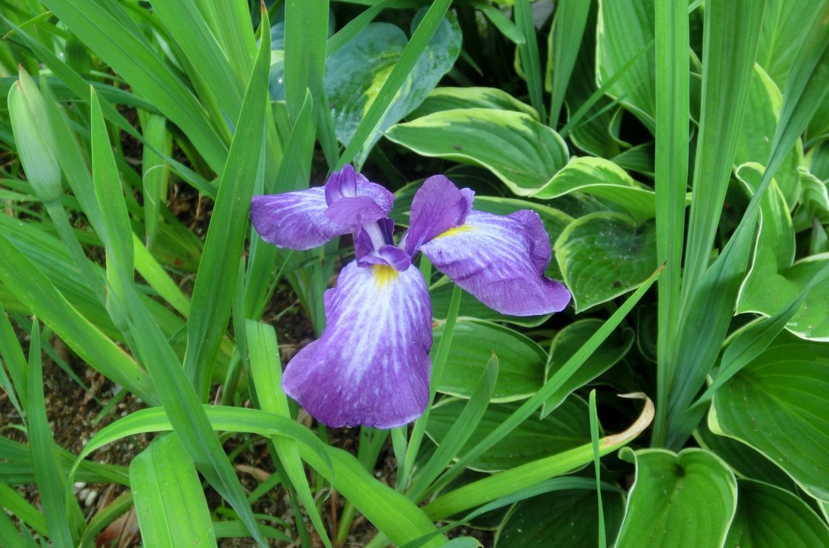 いろいろなお花たち