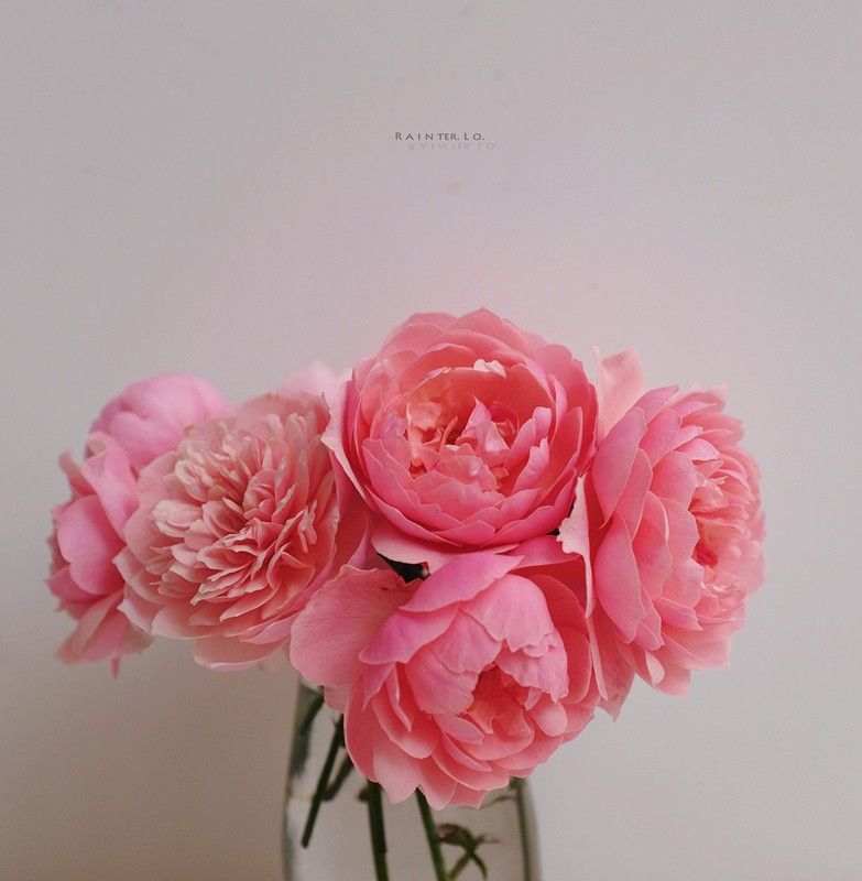 English Rose——The Alnwick Rose