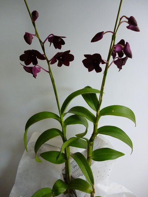 Den-fhal.Misty Black ‘Cocoa’