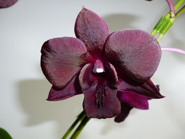 Den-fhal.Misty Black ‘Cocoa’