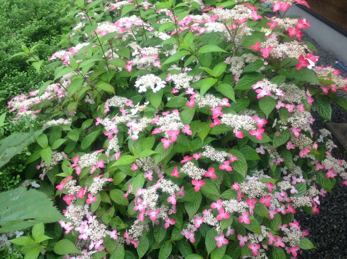 紫陽花巡り…美咲花山園にて‼️