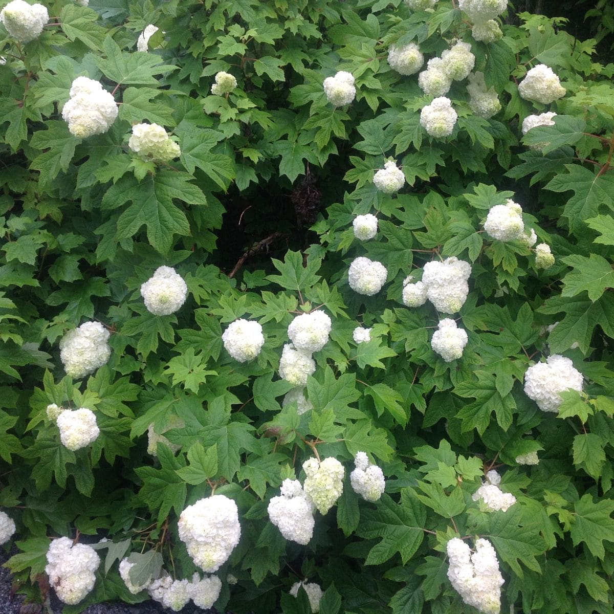 紫陽花巡り…美咲花山園にて‼️