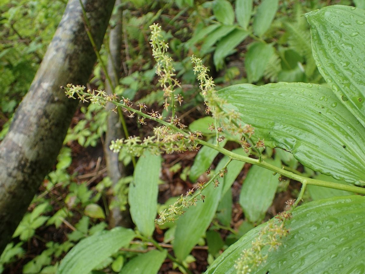 白馬五竜高山植物園に行ってきました